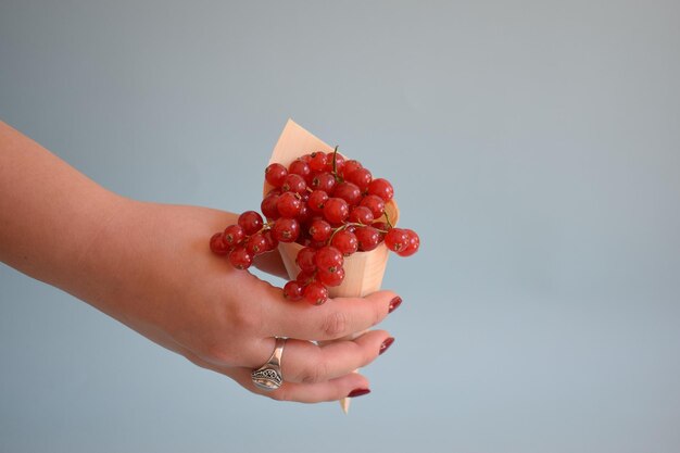 Red currant isolated on blue background.