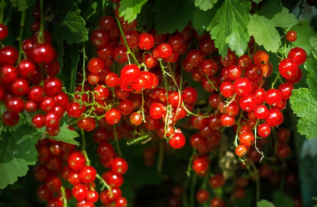 Ribes rosso appena prima della raccolta sul bush.