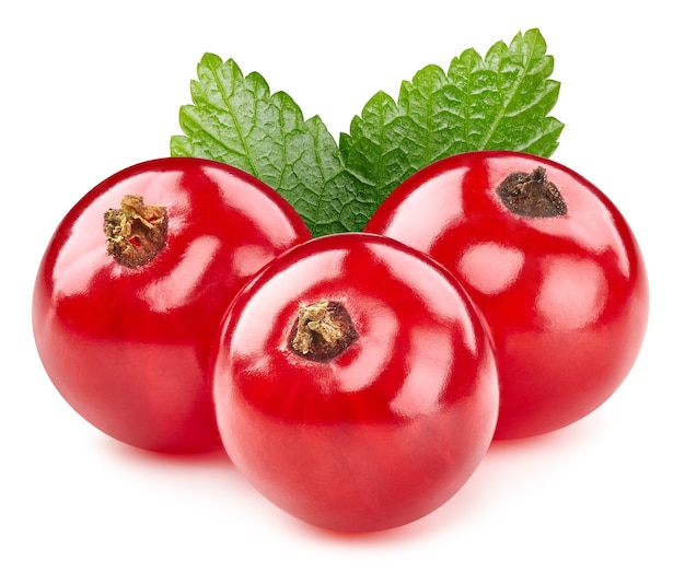 red currant leaves isolated with clipping path