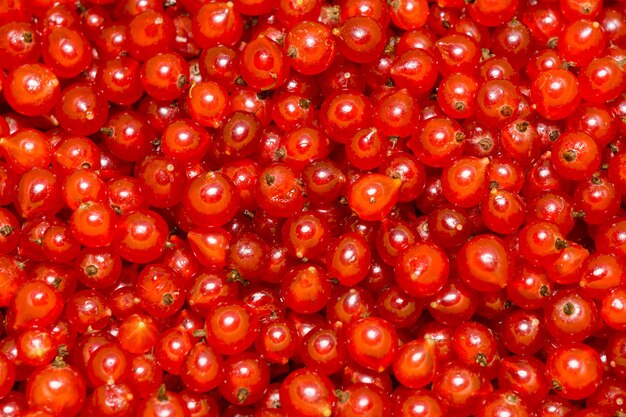 Red Currant Macro