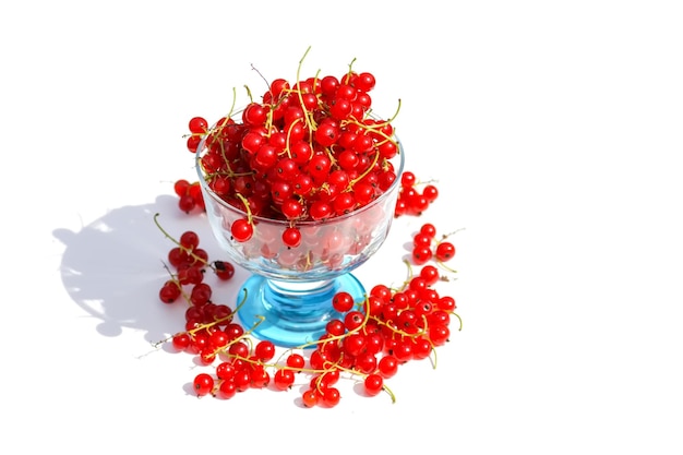 Foto ribes rosse nel giardino estivo bacche fresche mature in un piccolo secchio di metallo