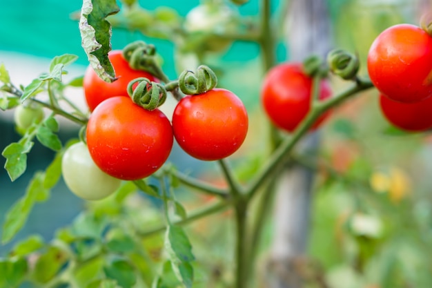 Photo red currant tomato in the kitchen garden.