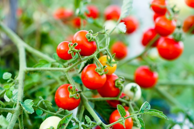 Red Currant Tomato in the kitchen garden.