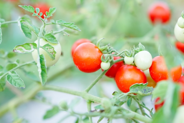 Foto pomodoro del ribes rosso nell'orto domestico.