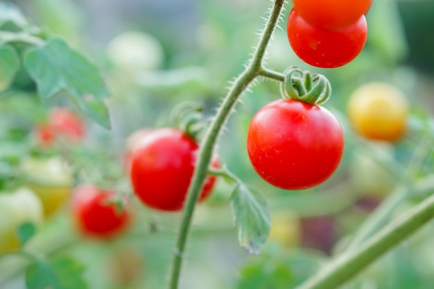 Foto pomodoro del ribes rosso nell'orto domestico.