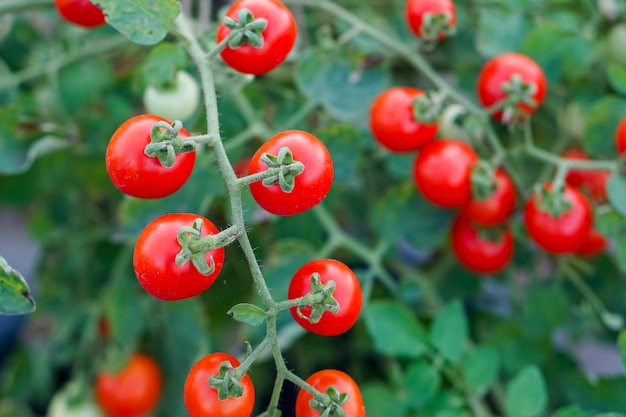 Foto pomodoro del ribes rosso nell'orto domestico.