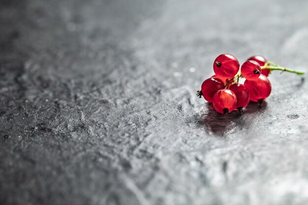 Red currant twig on black