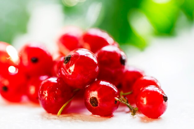 Red currant white background selective focus