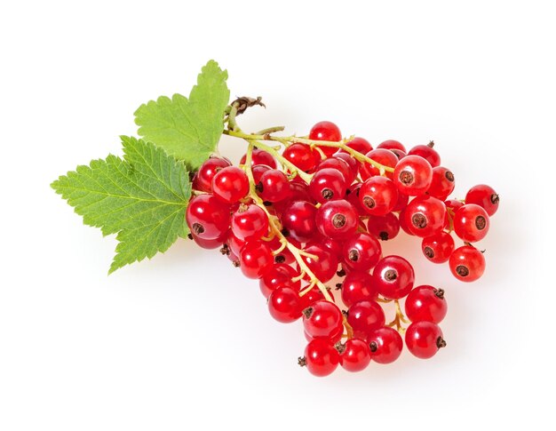 Red currant with green leaves isolated on white background