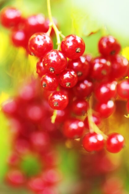 red currant