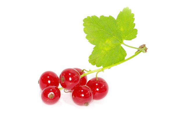 Red currant