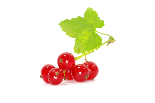 Red currant