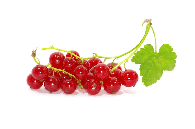 Red currant