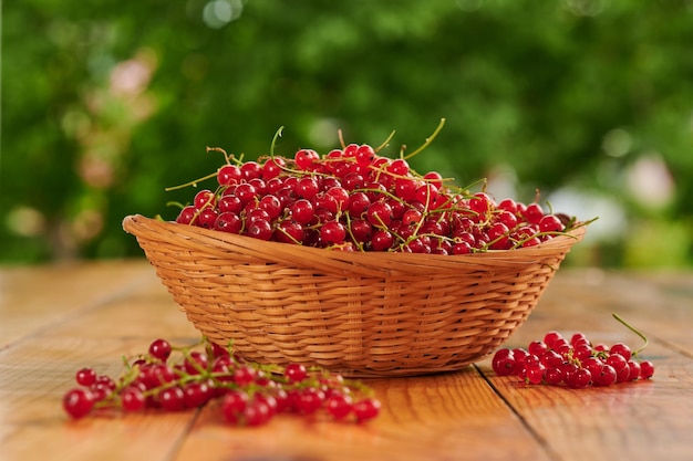 Red currants in a basket freshly picked berries on the table