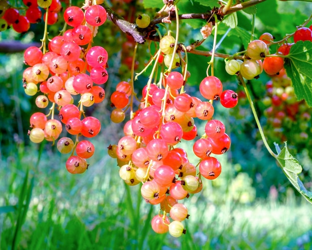 Red currants Bunches of berries ripen on bush in summer Closeup