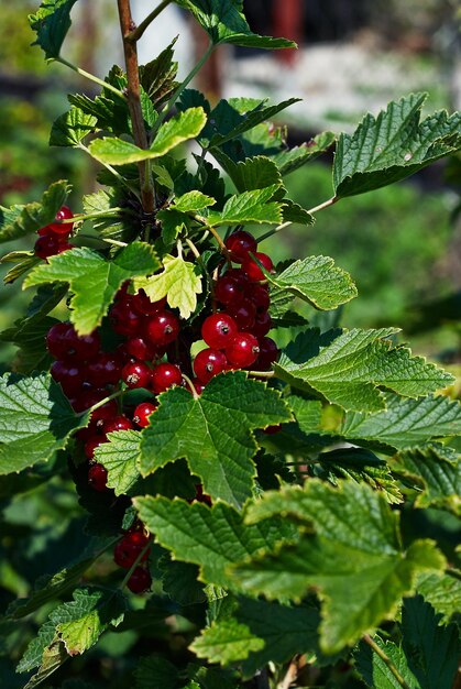 Red currants on the bush