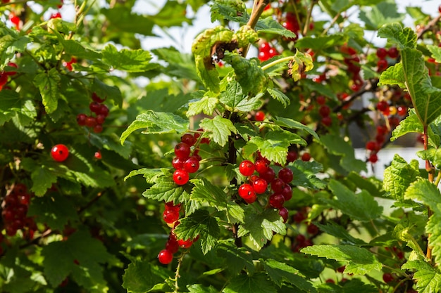 Ribes rosso in giardino