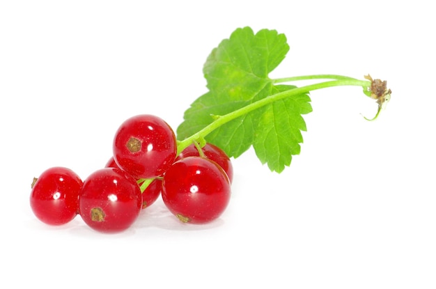 Red currants on a white background