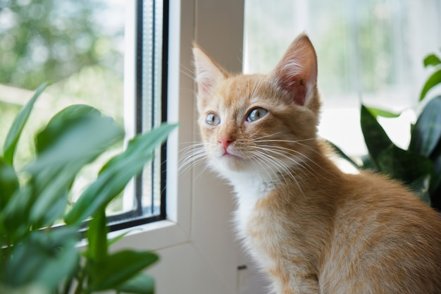植物と鉢植えの白い窓に赤いかわいい猫。子猫は観葉植物を嗅ぎます。ペットのコンセプトのための国内植物の危険性