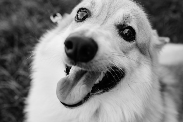 Photo red cute fluffy corgi dog with big black eyes