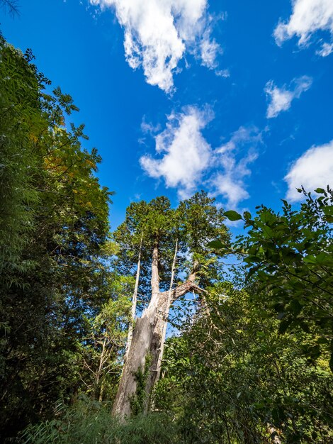 Red cypress trees in Taiwan.