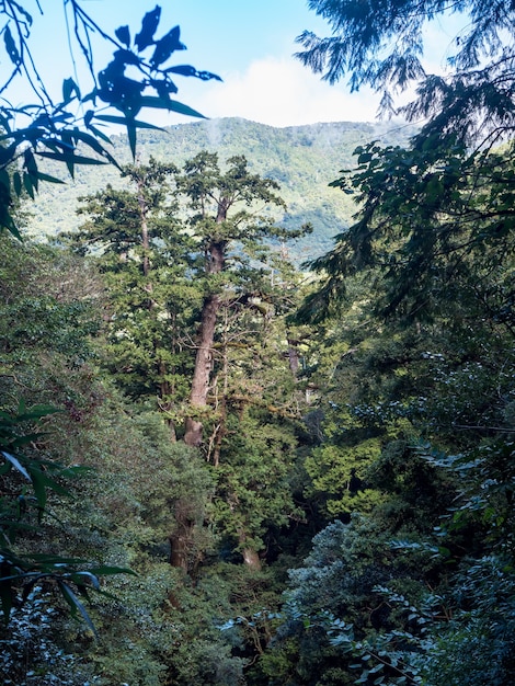 Red cypress trees in Taiwan.