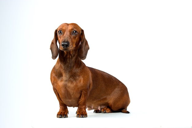 Ritratto di cane bassotto rosso isolato su sfondo bianco