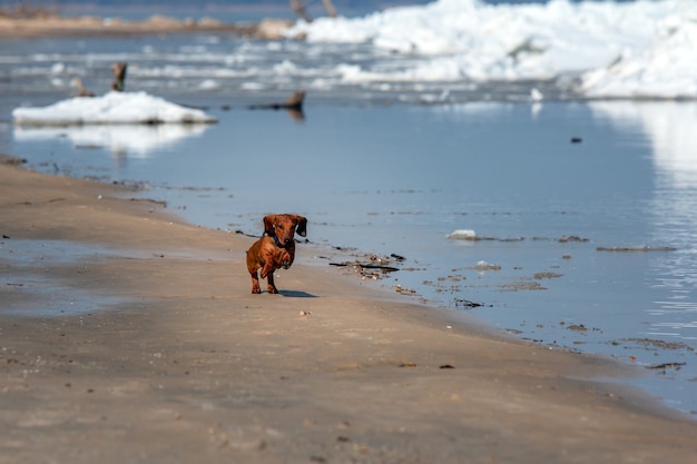 Red dachshund dog walks outdoor near river