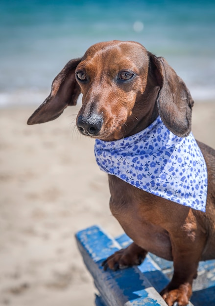 Red dachshund dog 