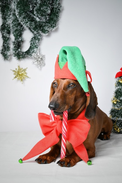 Red dachshund dressed as an elf for Christmas