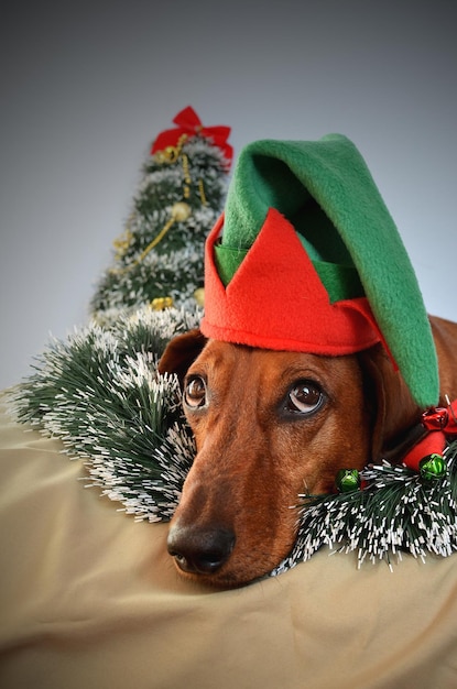 Red dachshund dressed as an elf for Christmas