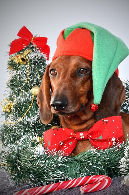 Red dachshund dressed as an elf for Christmas