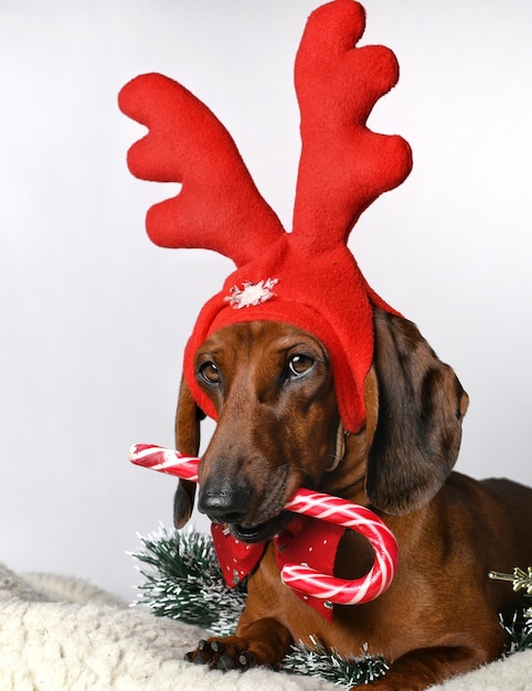 Red dachshund dressed as a reindeer for Christmas