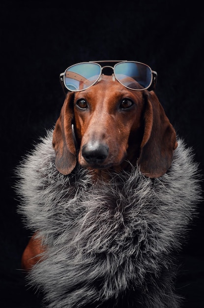 Red dachshund in a fur coat and glasses