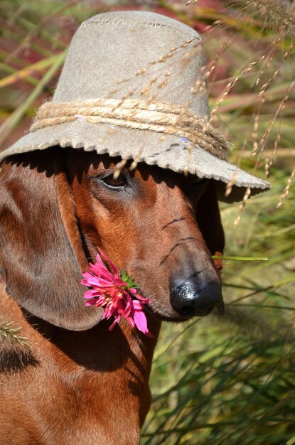 Red dachshund in a hat in the tall grass