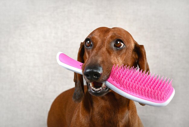 Red dachshund holds a comb in its teeth