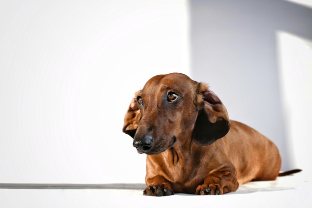 Red dachshund lies on the floor and looks ahead