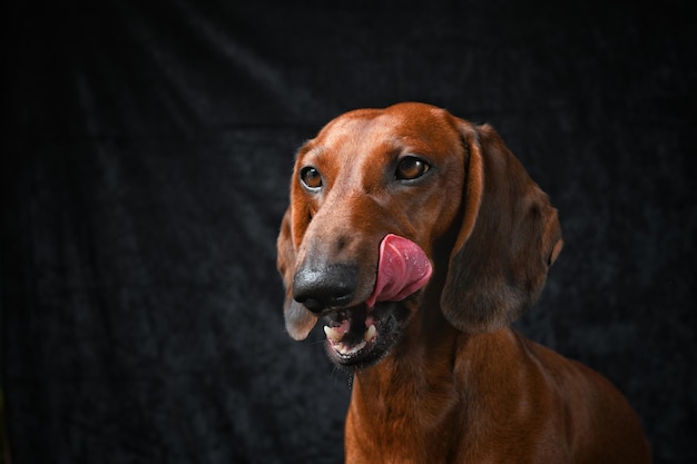 Red dachshund shows his tongue