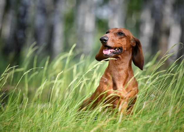 Red dachshund sits in a clearing in the forest