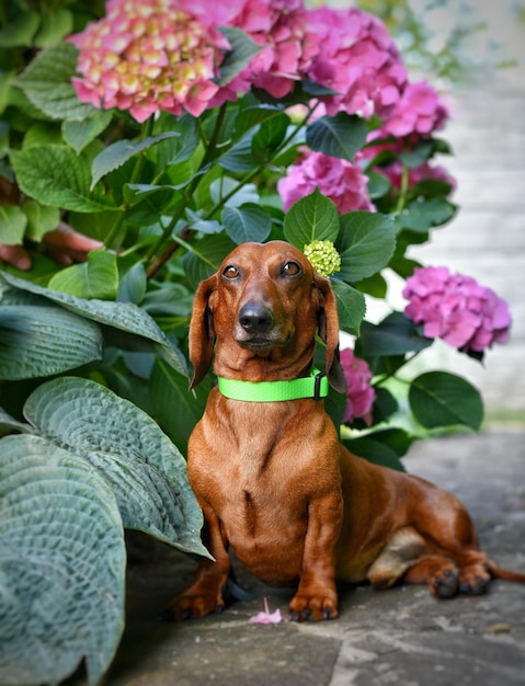 Red dachshund sits near a hydrangea