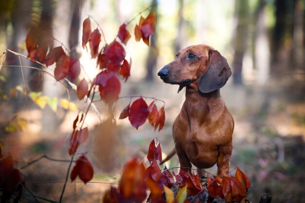 Foto il bassotto rosso si trova nella foresta in autunno