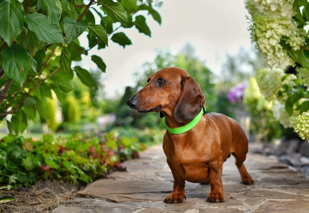 Red dachshund stands on a path in the park