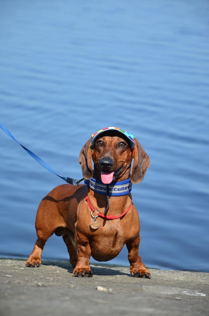 Red dachshund stands on the seashore