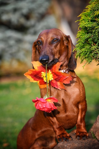 Red dachshund with a flower in his mouth