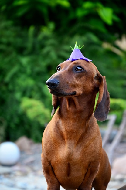 Red dachshund with a flower on its head