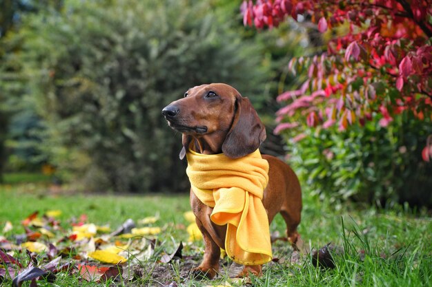 Red dachshund in a yellow scarf