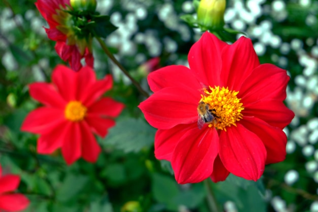 정원에서 붉은 달리아 꽃 매크로