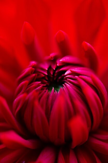 Foto fotografia macro di fiori dalia rossa fiori da giardino con petali rossi luminosi closeup foto