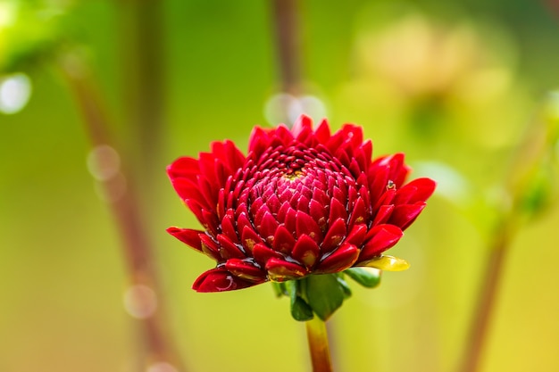 Fiore rosso della dalia con gocce di pioggia nel giardino, soft focus.