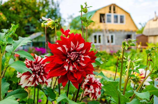 Red dahlia in the garden in summer.